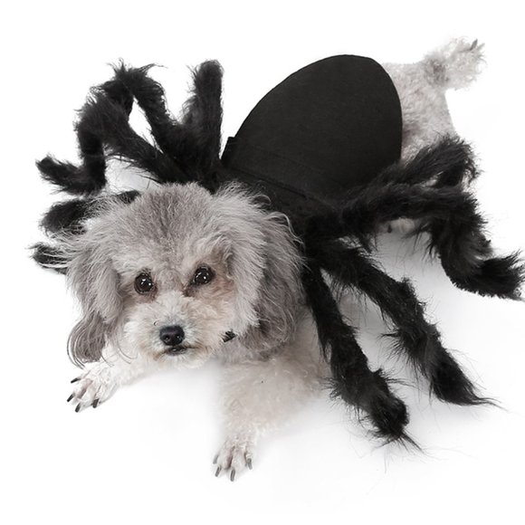 DogLemi Pet Spider Costume, Small